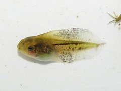 Iberian Tree Frog photo 1