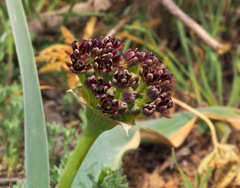 Allium rothii