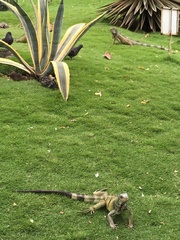 Iguana iguana