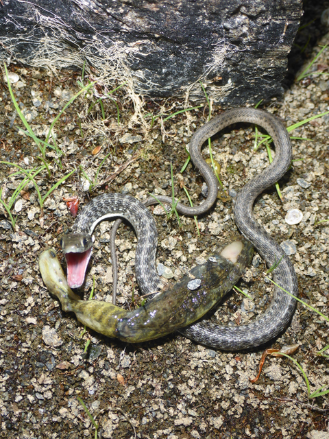 Oregon Garter Snake
