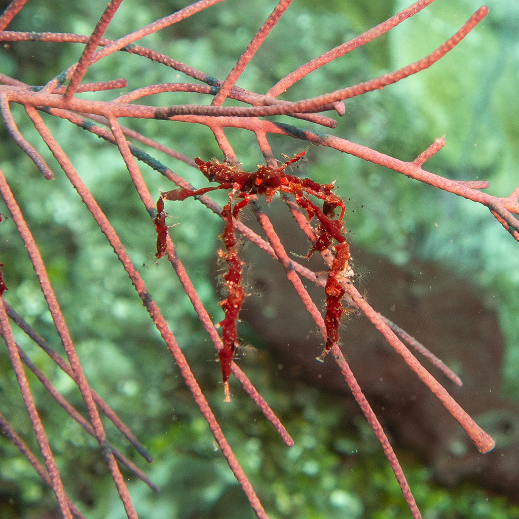 shortfinger neck crab