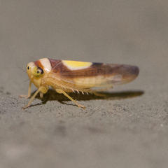 Colladonus clitellarius