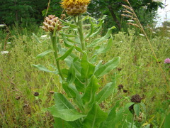 Centaurea macrocephala