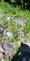 Pastinaca sativa
