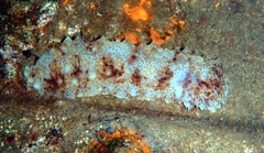 Isostichopus