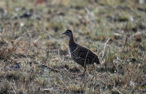 Double-spurred Spurfowl
