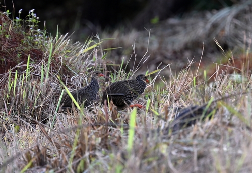 Ahanta Spurfowl