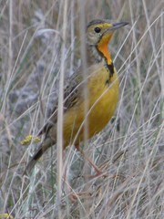 Macronyx capensis colletti