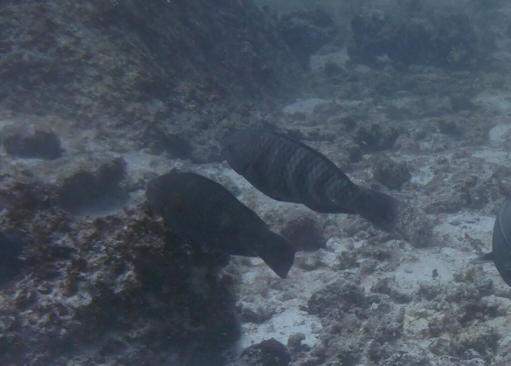 Black-tip Parrotfish