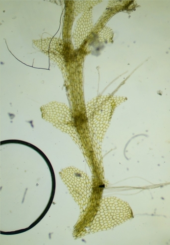 Bog Pouchwort — photo 1