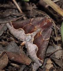 Drepanogynis ectoglauca