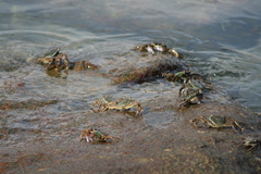 Grapsus albolineatus
