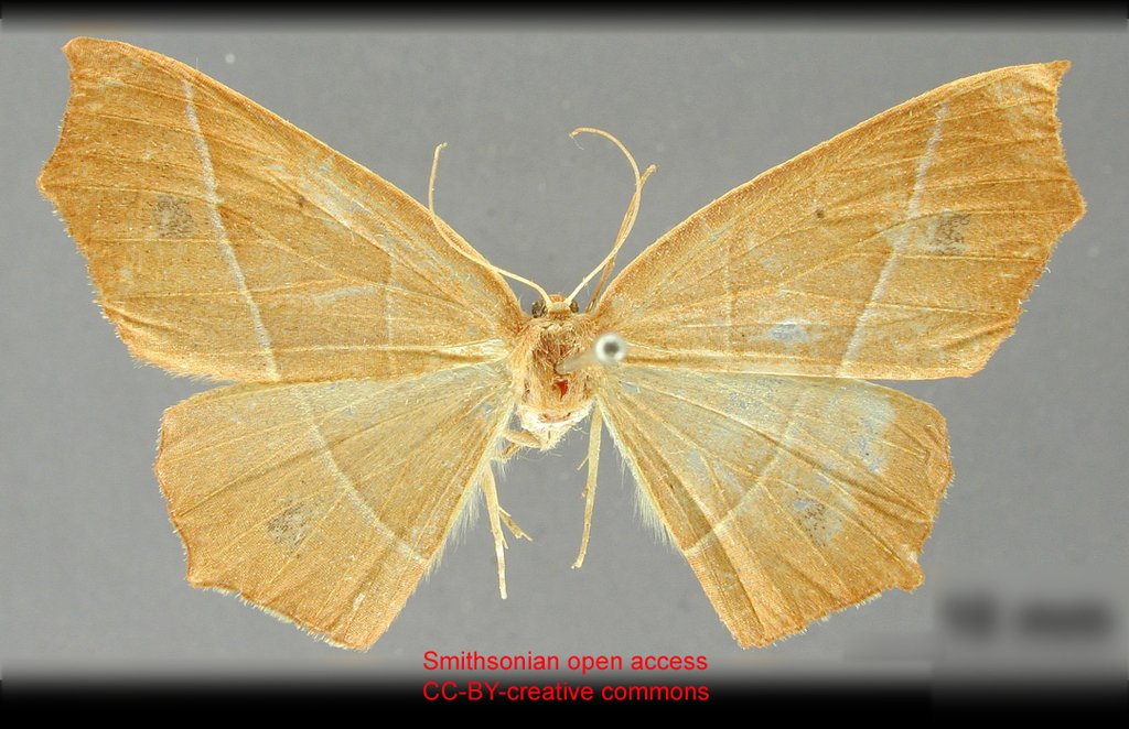 Destutia margica