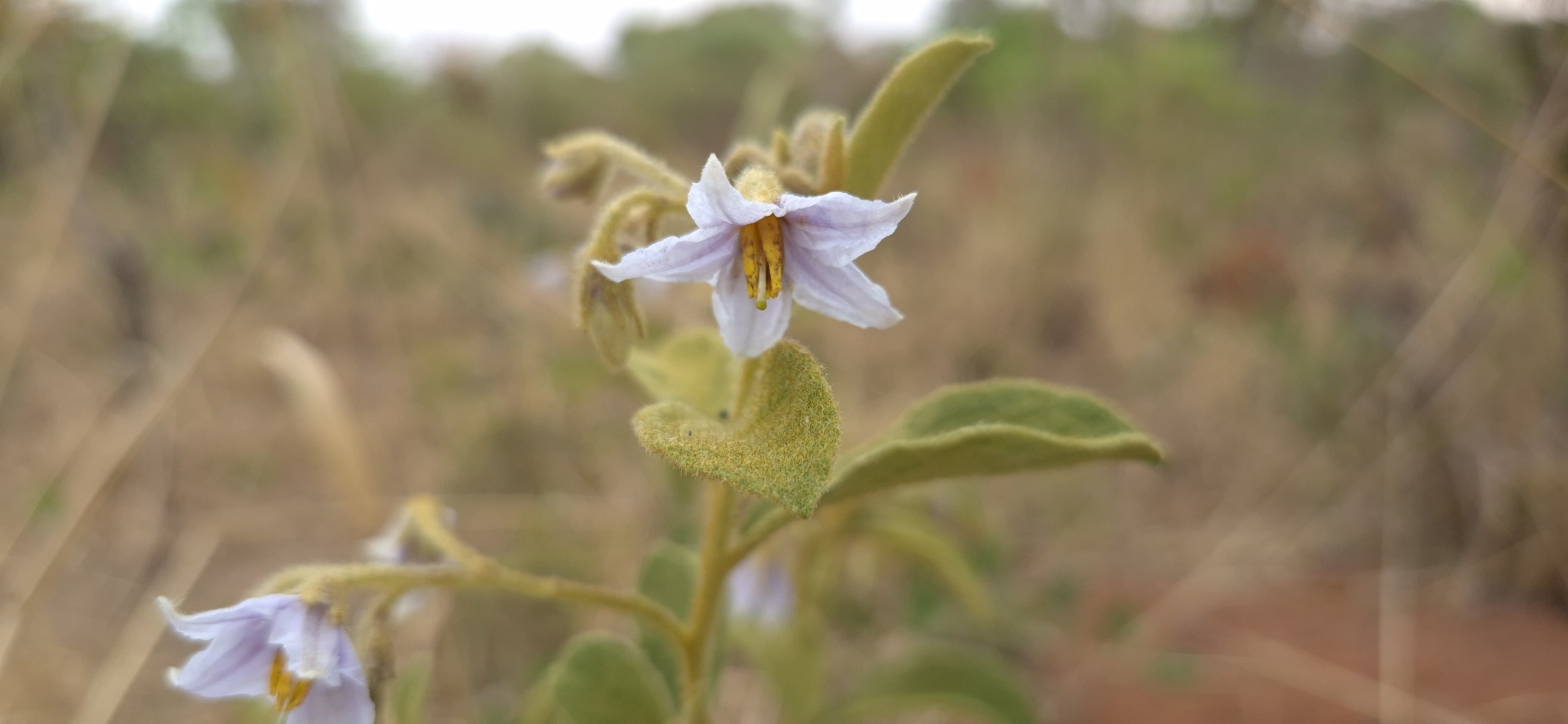 Imagem de Solanum subumbellatum