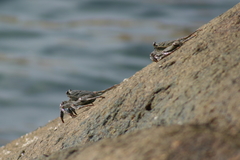 Grapsus albolineatus
