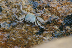 Grapsus albolineatus