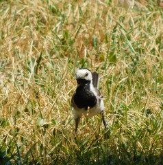 Motacilla alba