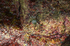 Grapsus albolineatus