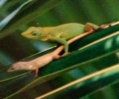 Anolis conspersus