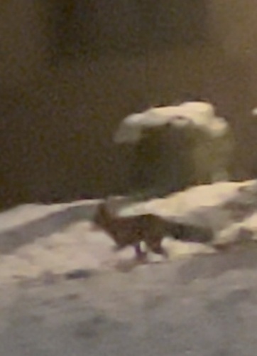 Red Fox photographed in Missouri