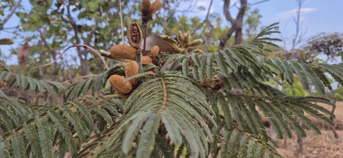 Mimosa claussenii observed 2024-09-22