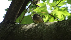 Phoenicurus ochruros