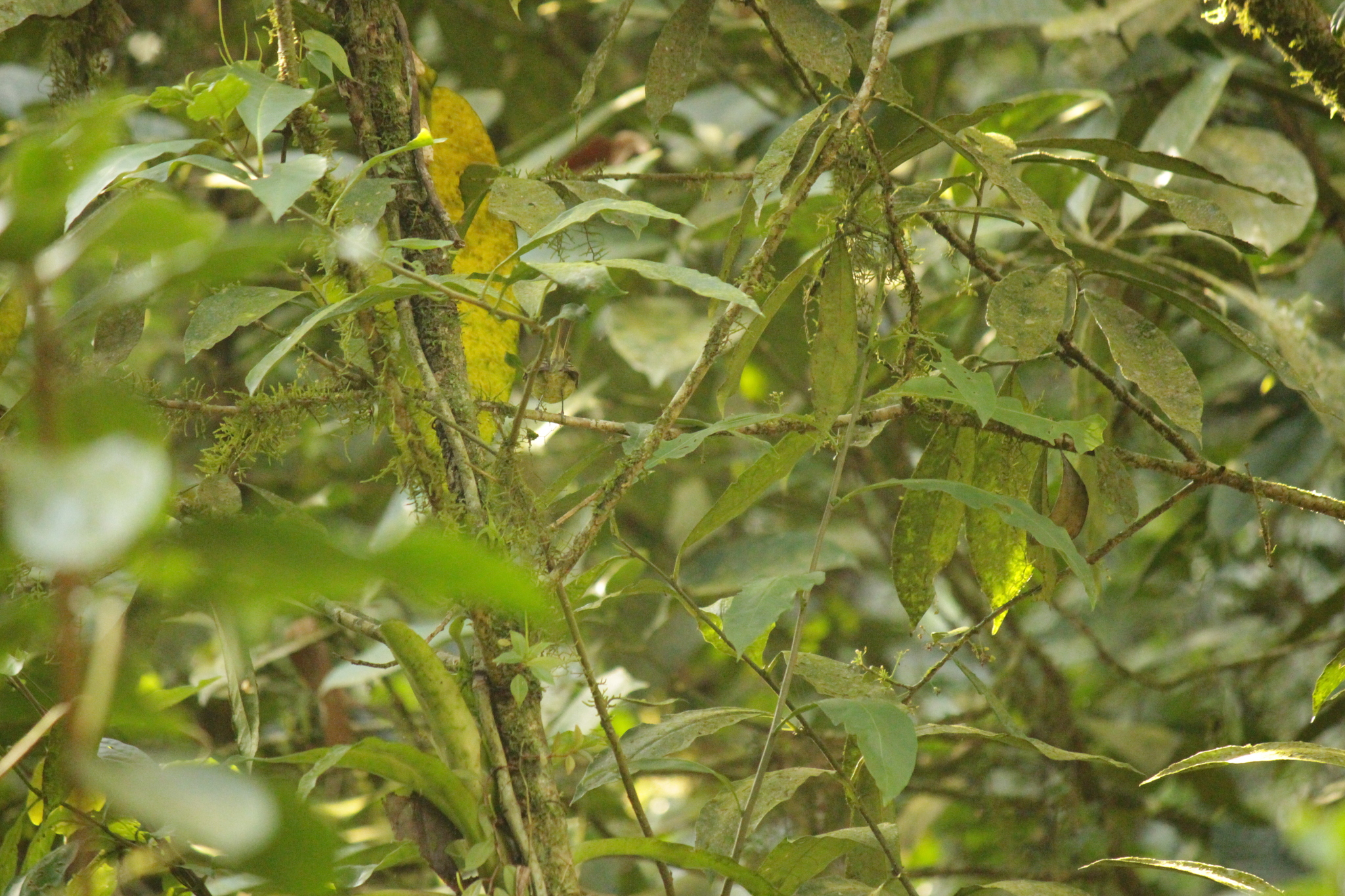 Oustalet's Tyrannulet (Phylloscartes oustaleti), photo 9