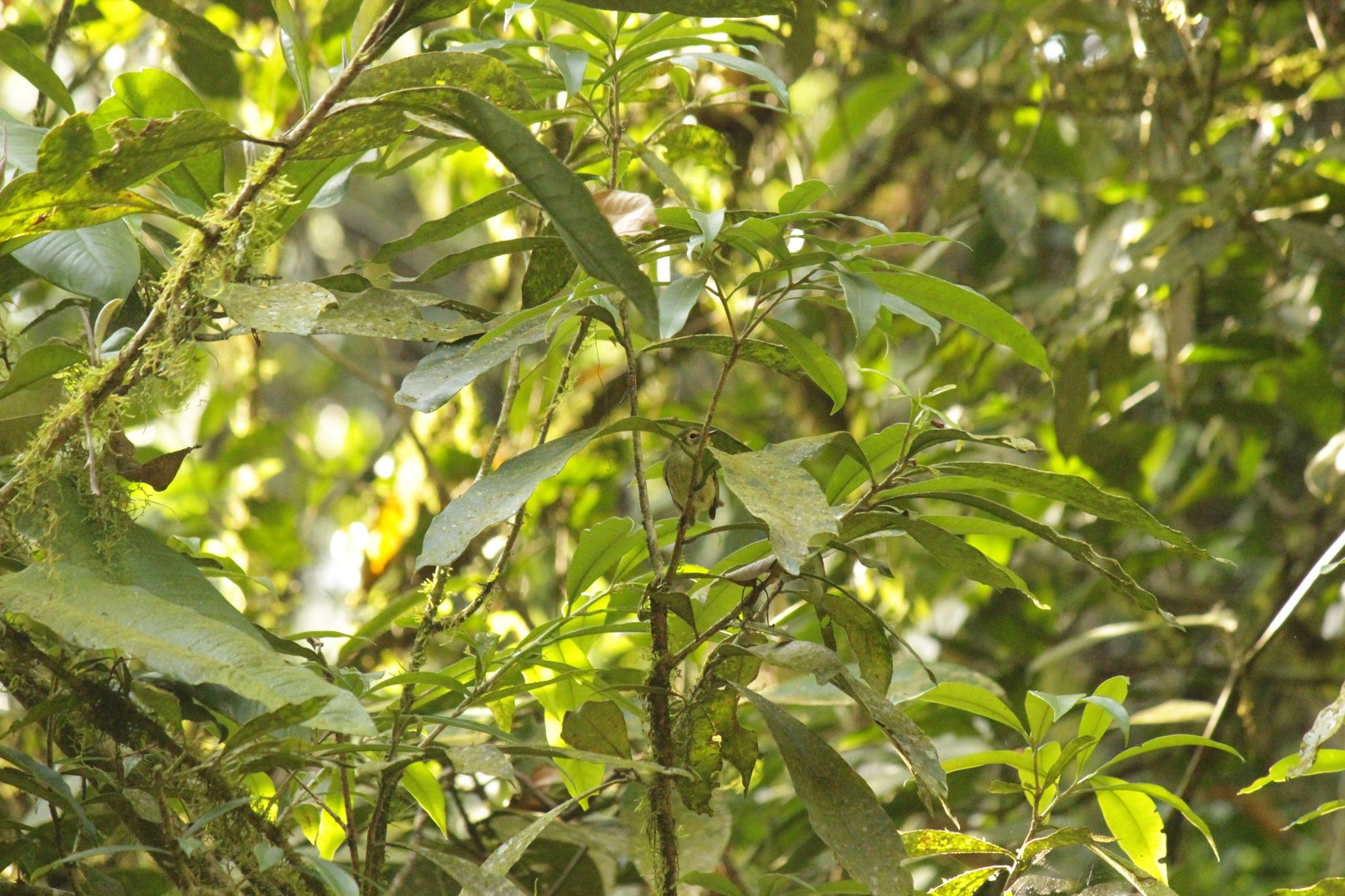Oustalet's Tyrannulet (Phylloscartes oustaleti), photo 8