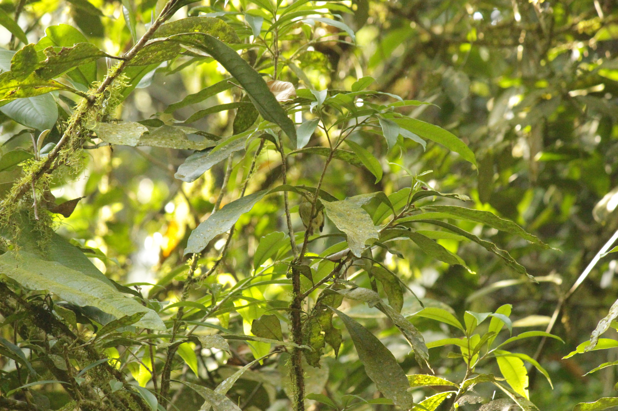 Oustalet's Tyrannulet (Phylloscartes oustaleti), photo 10