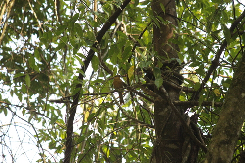 Buff-fronted Foliage-gleaner (Dendroma rufa), photo 9