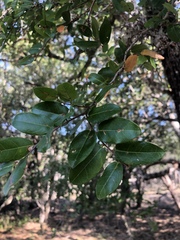 Cleistanthus schlechteri