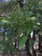 Cleistanthus schlechteri