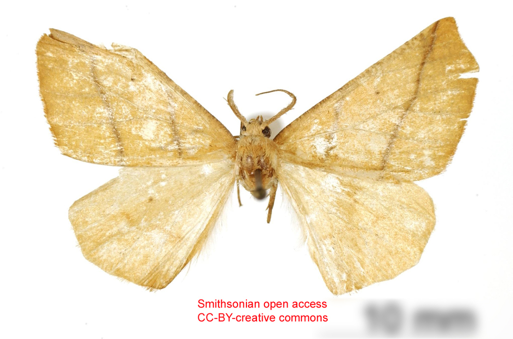Metanema ugallia