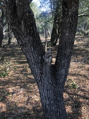 Cleistanthus schlechteri