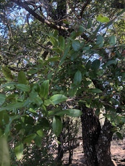 Cleistanthus schlechteri