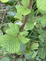 Rubus ellipticus, recorded vegetative