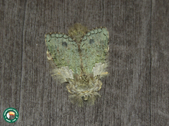 Desmeocraera interpellatrix