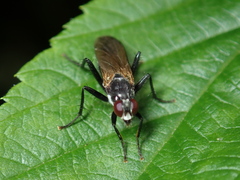Cordilura