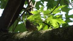 Phoenicurus ochruros