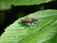 Cordilura