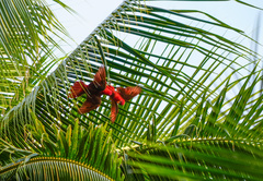 Cardinal Lory photo 2