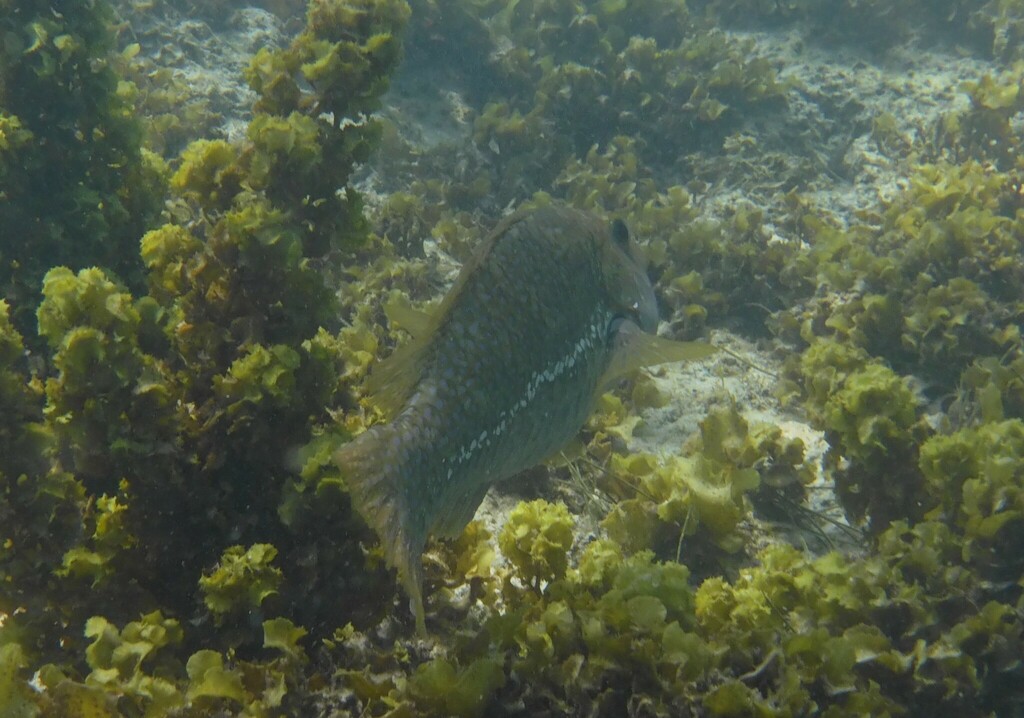 Marbled parrotfish