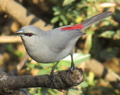 Grey Waxbill photo 2