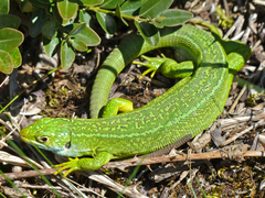 Western Green Lizard photo 3