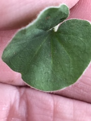 Dichondra donelliana