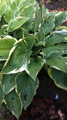 Hosta