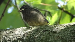 Phoenicurus ochruros