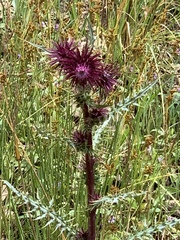 Cirsium vinaceum
