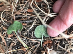 Dichondra donelliana