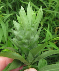 Procecidochares atra